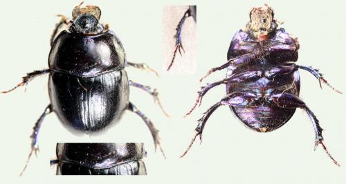 Anoplotrupes stercorosus
